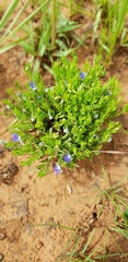 Polygala gerrardii