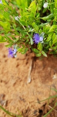 Polygala gerrardii