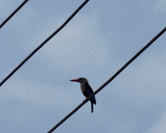 Halcyon senegalensis