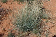 Aristida stipitata