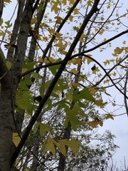 Liriodendron chinense