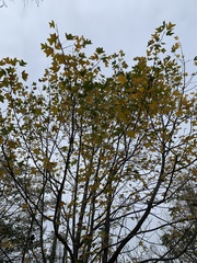 Liriodendron chinense