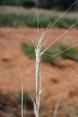 Aristida stipitata
