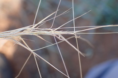Aristida stipitata