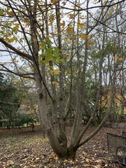 Liriodendron chinense