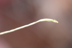 Aristida stipitata