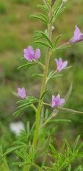 Cleome rubella
