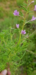 Cleome rubella