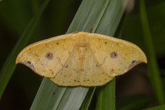 Tridrepana fulvata