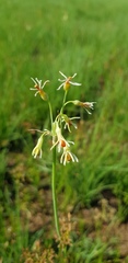 Tulbaghia leucantha