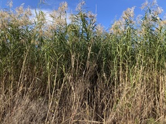 Phragmites australis berlandieri