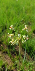 Tulbaghia leucantha