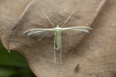 Pterophorus lacteipennis
