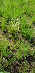 Tulbaghia leucantha