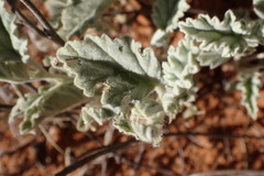 Hermannia comosa