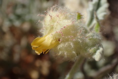 Hermannia comosa