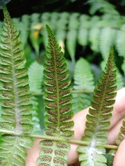 Diplazium polypodioides