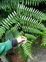 Diplazium polypodioides