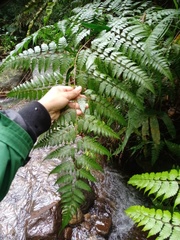 Davallia divaricata