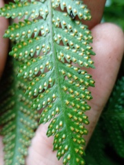 Davallia divaricata