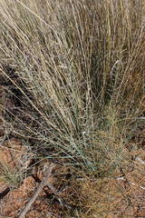 Pogonarthria squarrosa