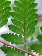 Davallia divaricata