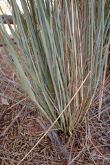 Pogonarthria squarrosa