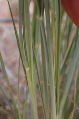 Pogonarthria squarrosa