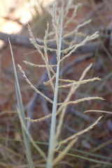 Pogonarthria squarrosa