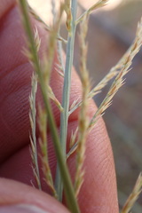 Pogonarthria squarrosa