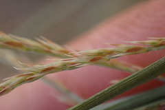 Pogonarthria squarrosa