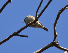 Muscicapa griseisticta