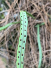 Lepisorus heterolepis