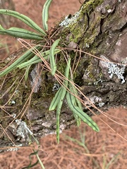 Lepisorus heterolepis