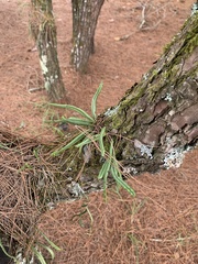 Lepisorus heterolepis