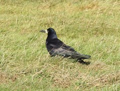 Corvus frugilegus