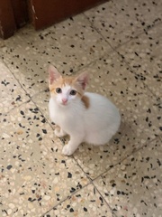 Felis catus