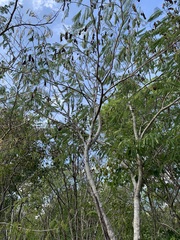 Senegalia tenuifolia