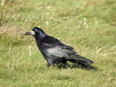 Corvus frugilegus