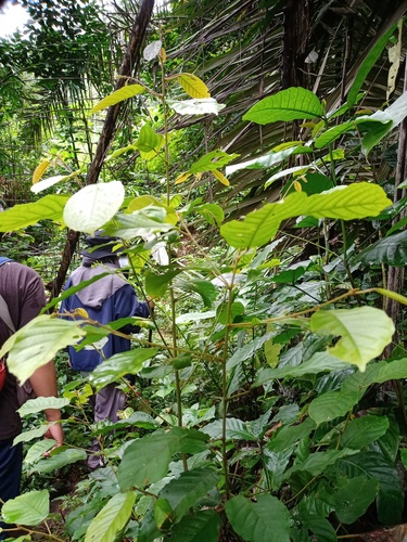 Elaeocarpus stipularis observed 2021-11-27