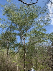 Gonopterodendron arboreum
