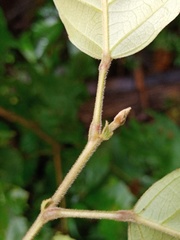 Elaeocarpus stipularis