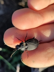 Licinus silphoides