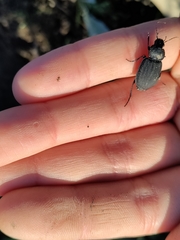 Licinus silphoides