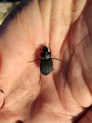 Licinus silphoides