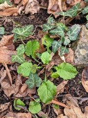 Lapsana communis intermedia
