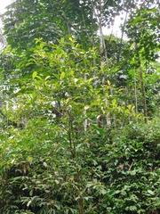 Dendrocnide stimulans