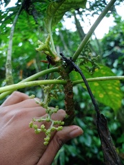 Dendrocnide stimulans