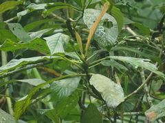 Dendrocnide stimulans