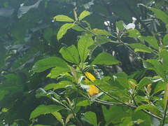 Dendrocnide stimulans